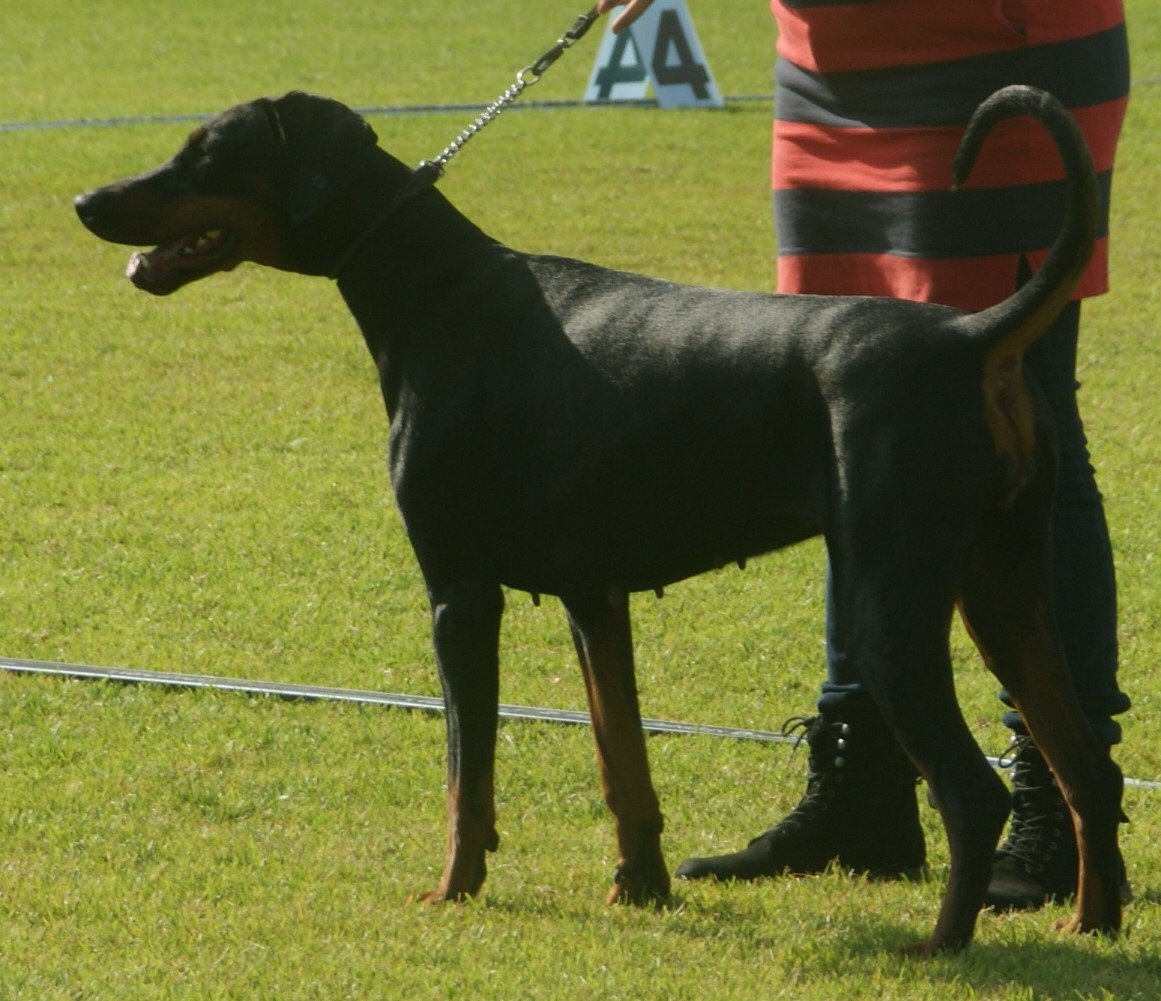 Doberman Pinscher (image credits: wikimedia)