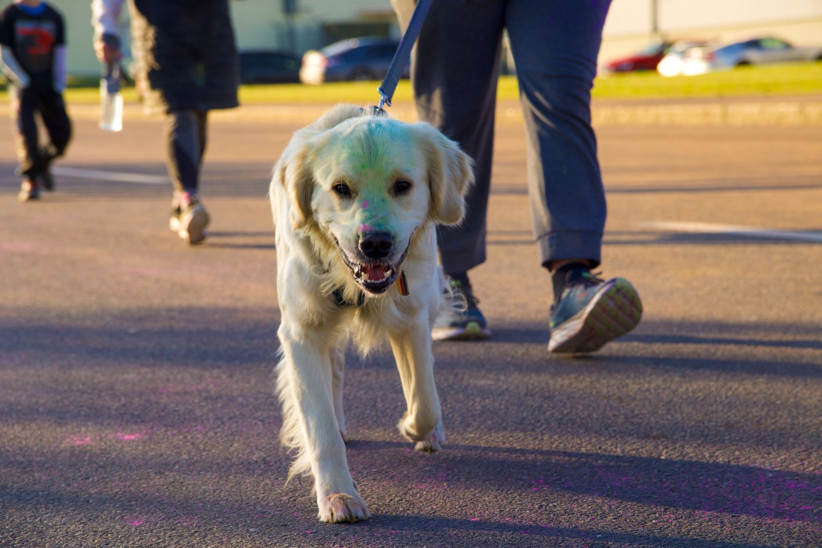 Golden Retriever (image credits: wikimedia)