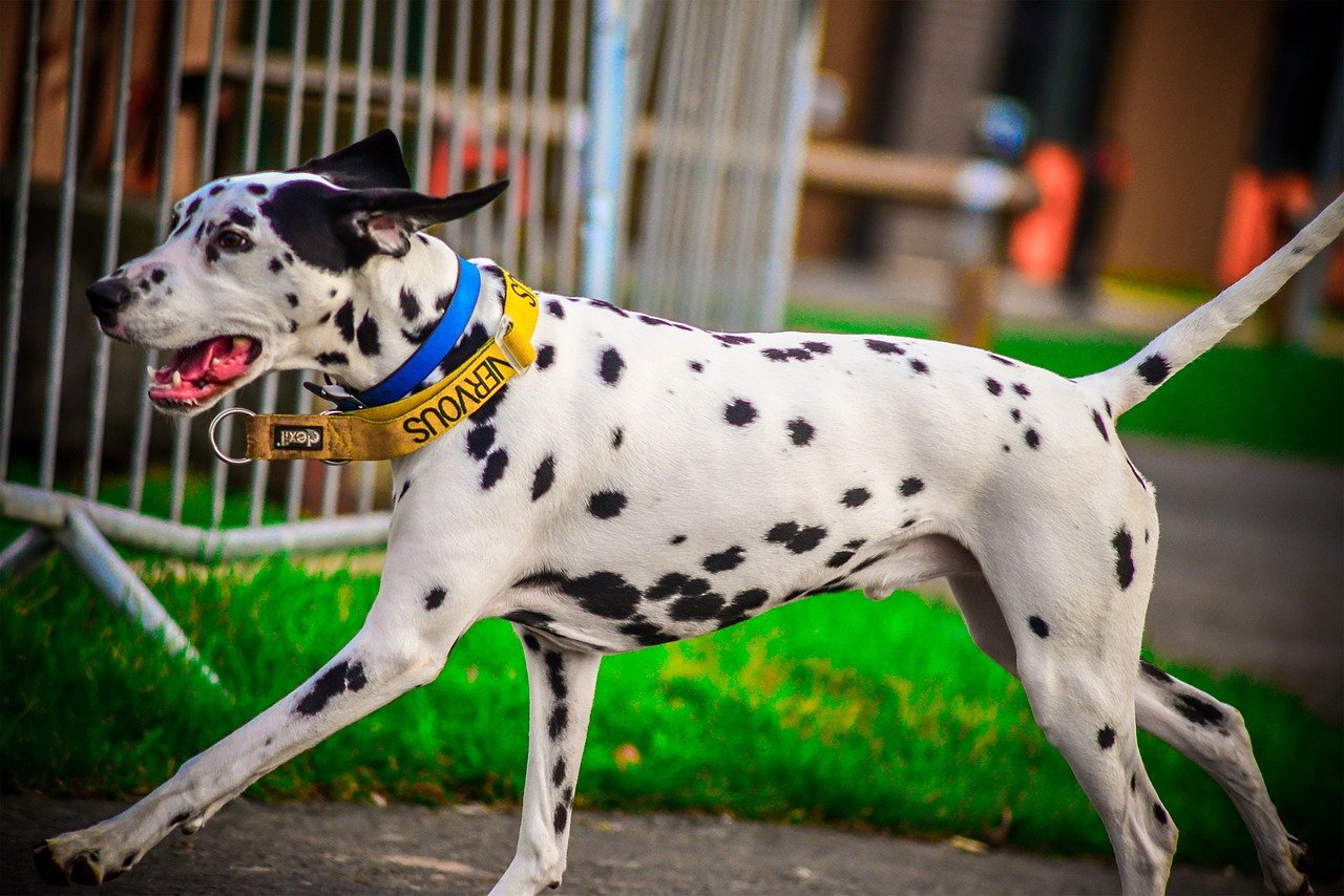 Dalmatian (image credits: pixabay)