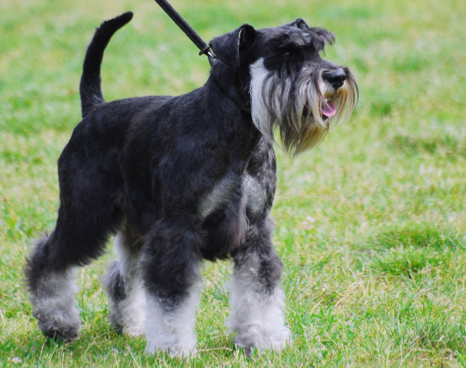Miniature Schnauzer (image credits: wikimedia)