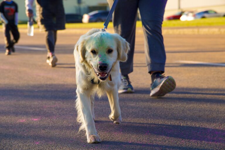 15 Dog Breeds That Thrive With Daily Routines