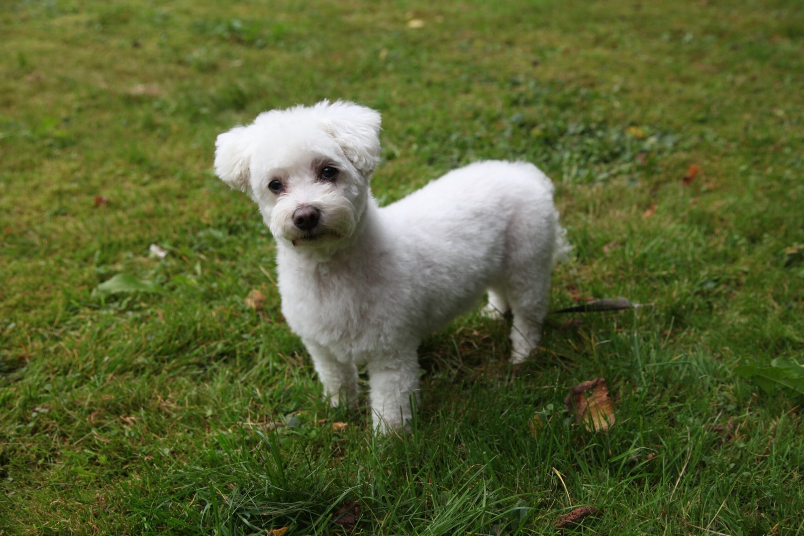 Maltese (image credits: wikimedia)