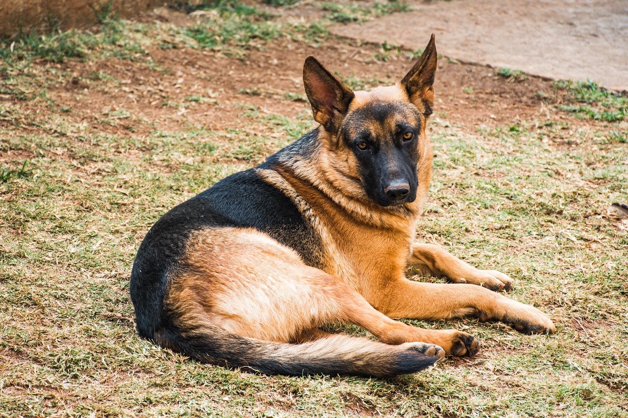 Garden Etiquette Enforcement: Policing Playtime (image credits: pixabay)