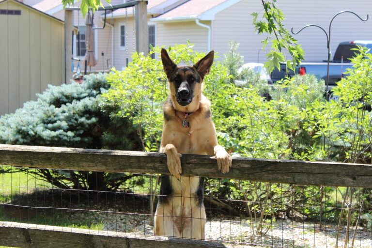 When Your German Shepherd Becomes the HOA of Your Backyard