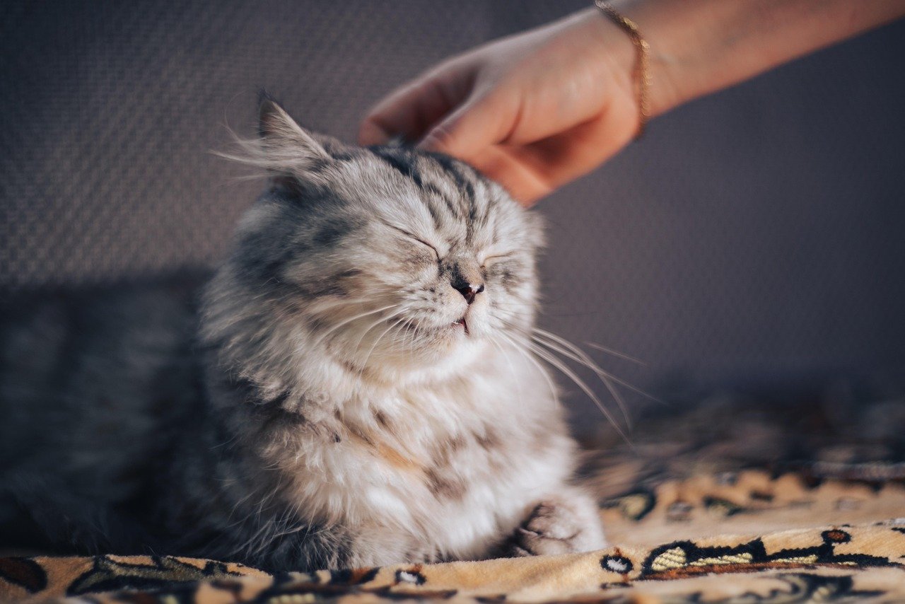 4. Overstimulating with Too Much Petting (image credits: pixabay)