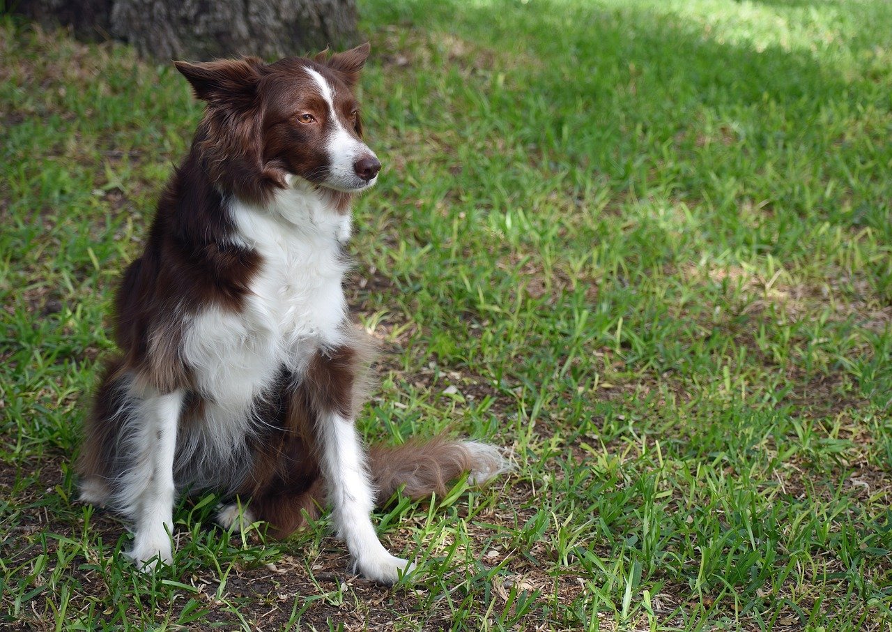 Border Collie: The Tireless Farm Partner (image credits: pixabay)