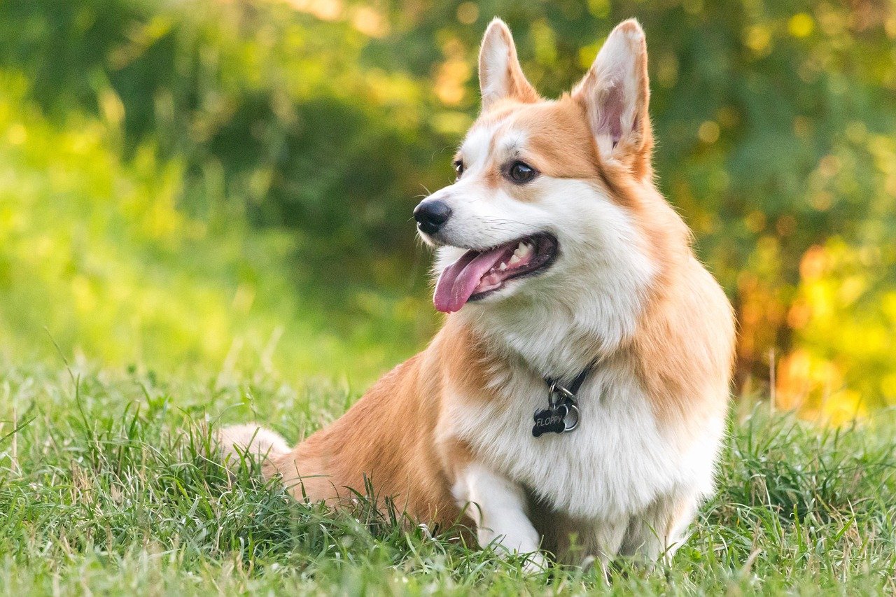 Welsh Corgi (Pembroke & Cardigan): The Small But Mighty Helper (image credits: pixabay)