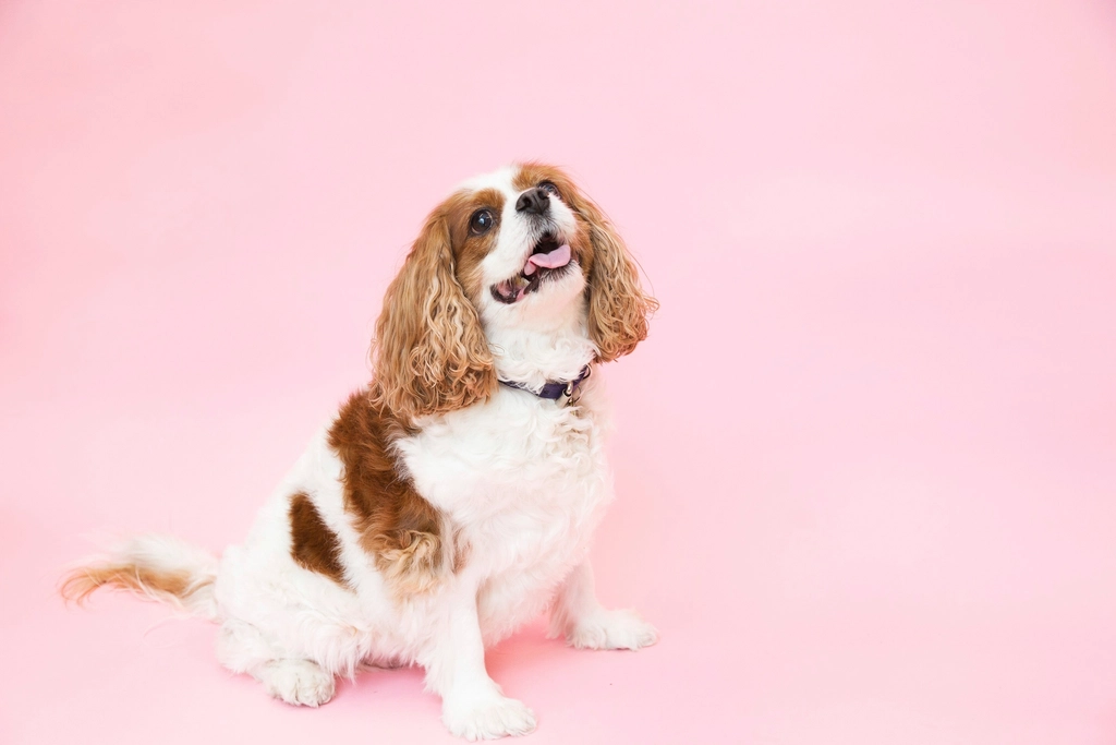 Cavalier King Charles Spaniel: The Cuddle Champion (image credits: rawpixel)