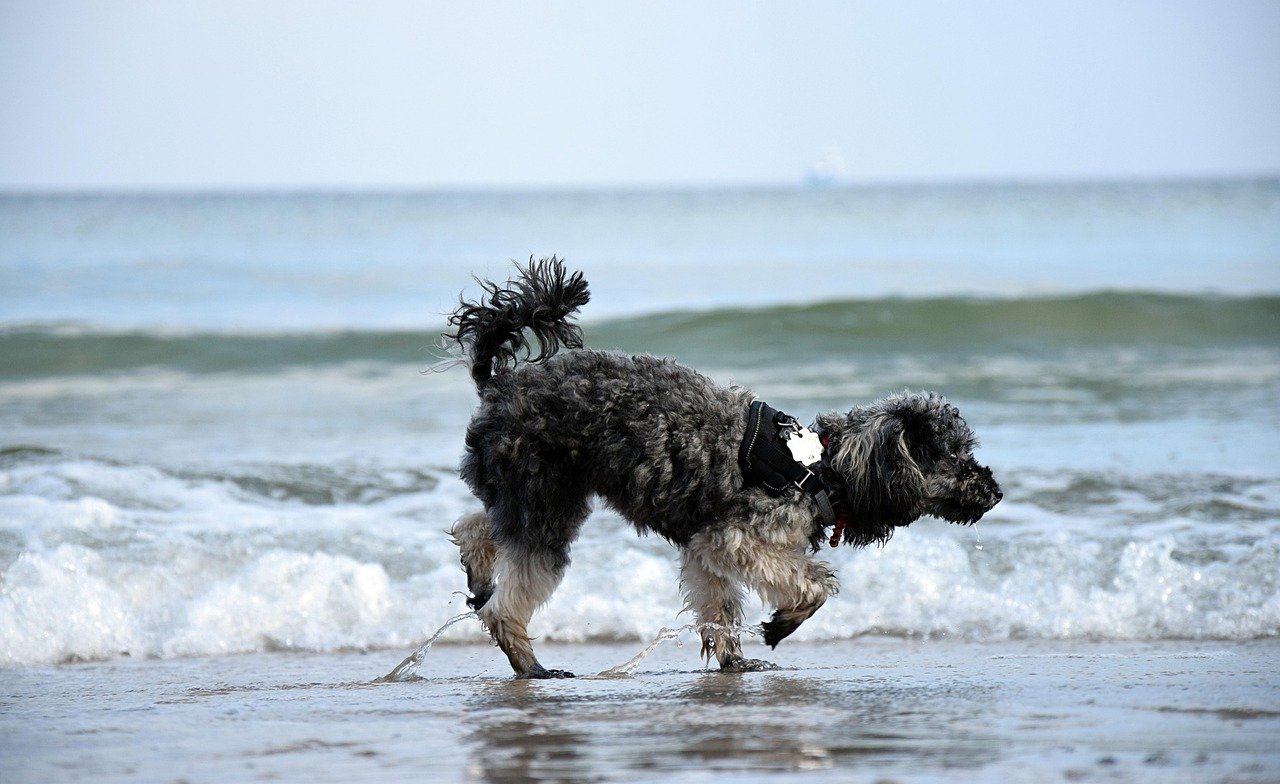 Poodle (image credits: pixabay)