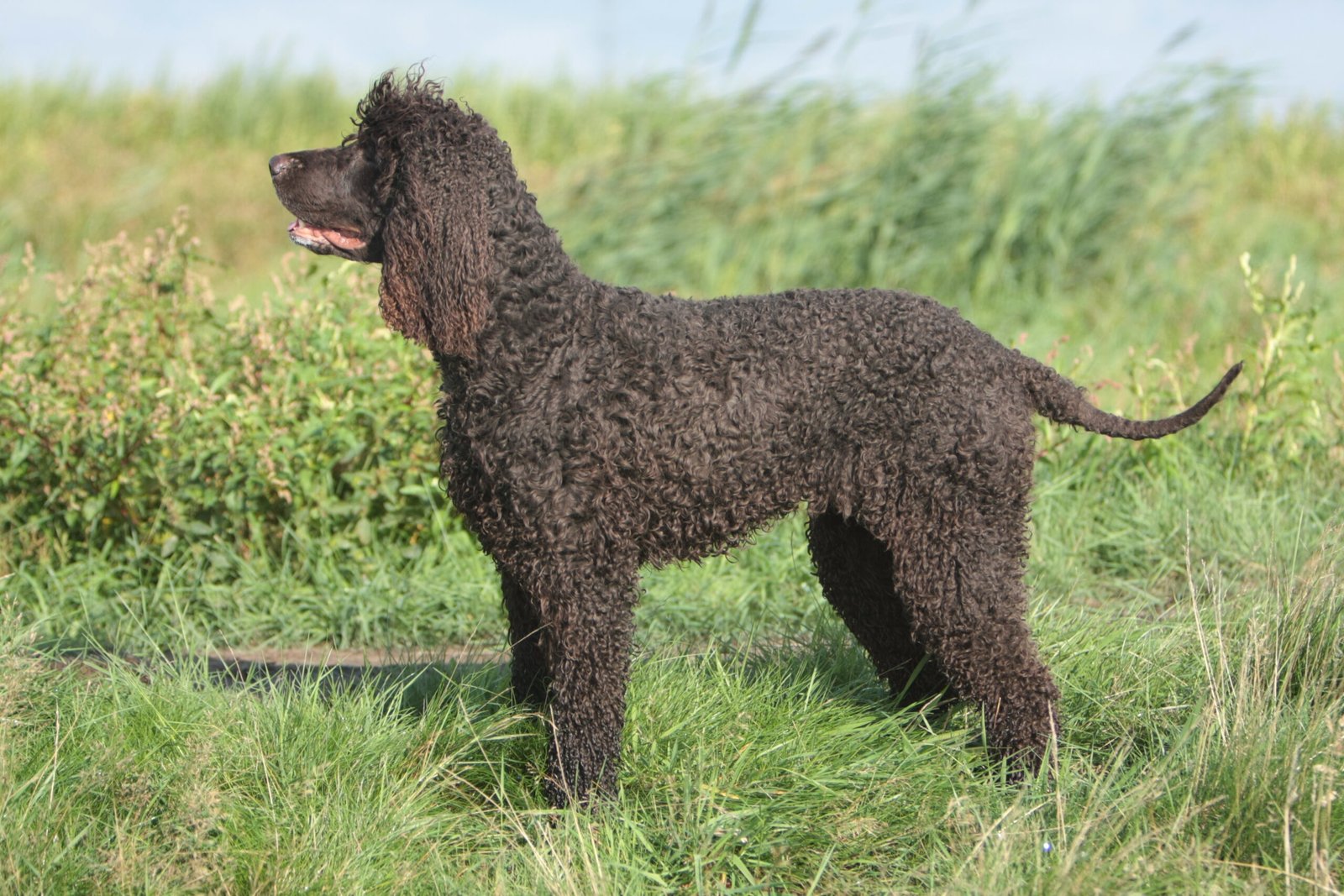 Irish Water Spaniel (image credits: wikimedia)