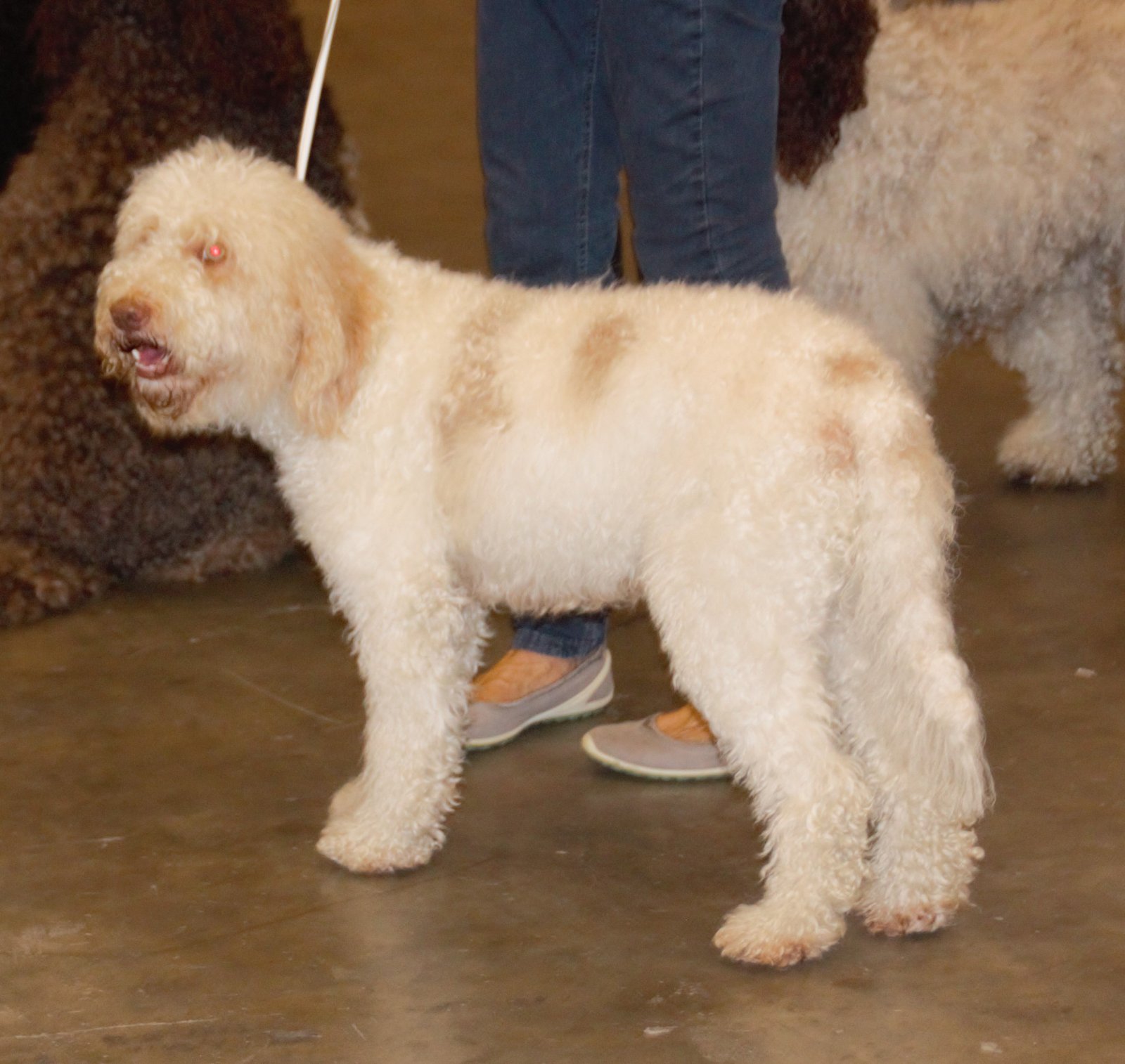 Barbet (image credits: wikimedia)