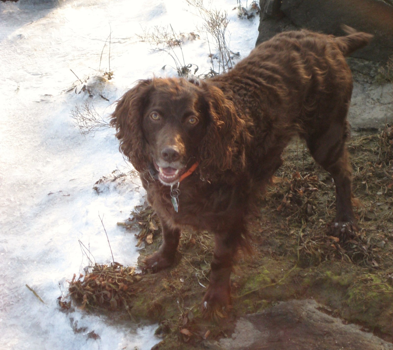 Boykin Spaniel (image credits: wikimedia)