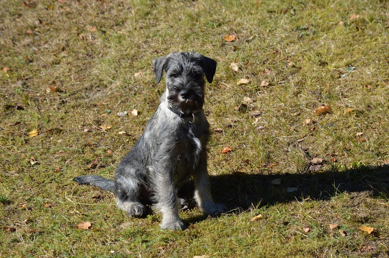 Standard Schnauzer (image credits: pixabay)