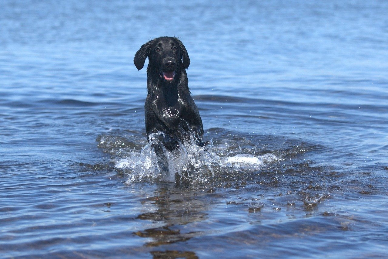 20 Dog Breeds That Are Obsessed with Water (And Safe Ways to Enjoy It)