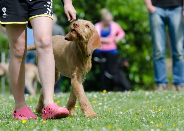 10 Common Misunderstandings Between Dogs and Humans (and 10 Ways to Fix Them)