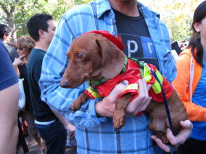 The Dachshund Blueprint: 90% Attitude, 10% Spine