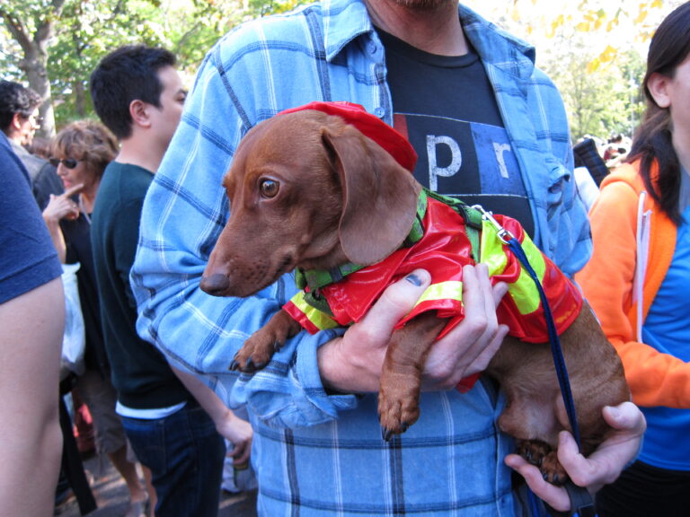 The Dachshund Blueprint: 90% Attitude, 10% Spine
