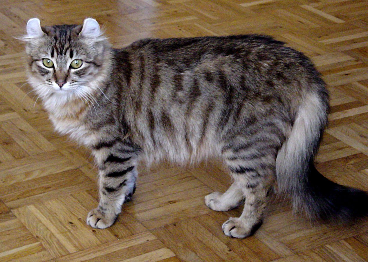 American Curl: The Cat with Whimsical Ears (image credits: wikimedia)
