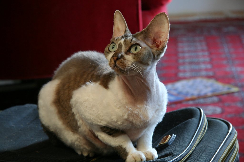 Devon Rex: The Elf of the Cat World (image credits: wikimedia)