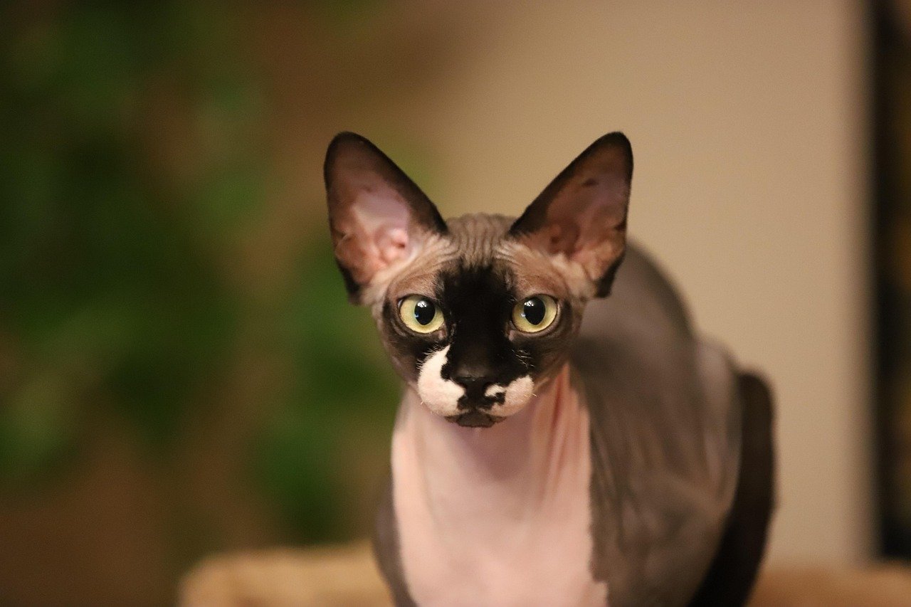 Bambino: The Hairless Wonder with a Playful Soul (image credits: pixabay)