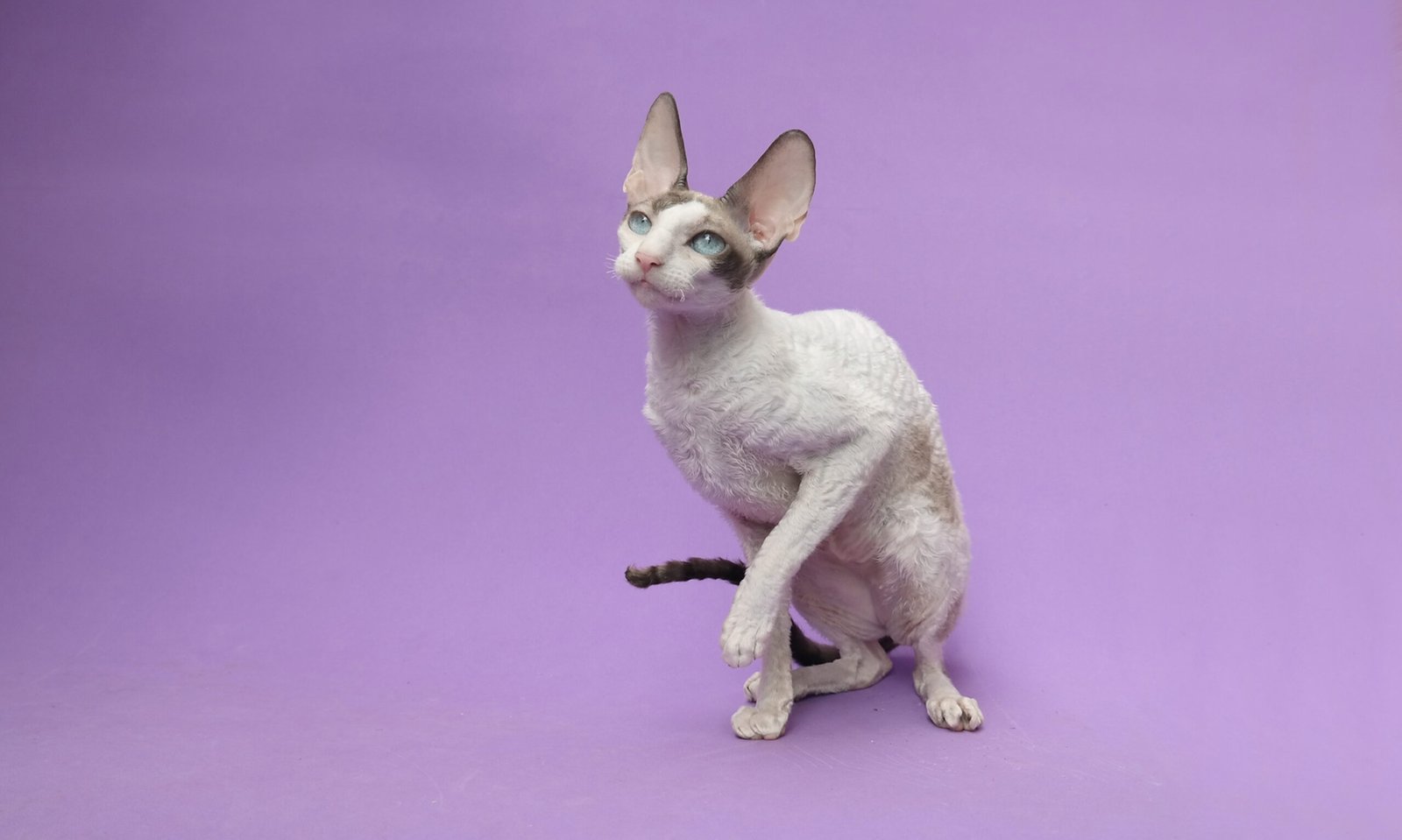 Cornish Rex: Curly-Haired Dynamo (image credits: wikimedia)