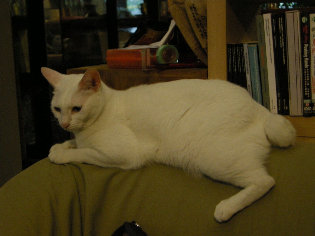 Japanese Bobtail: The Lucky Charm of the City (image credits: wikimedia)