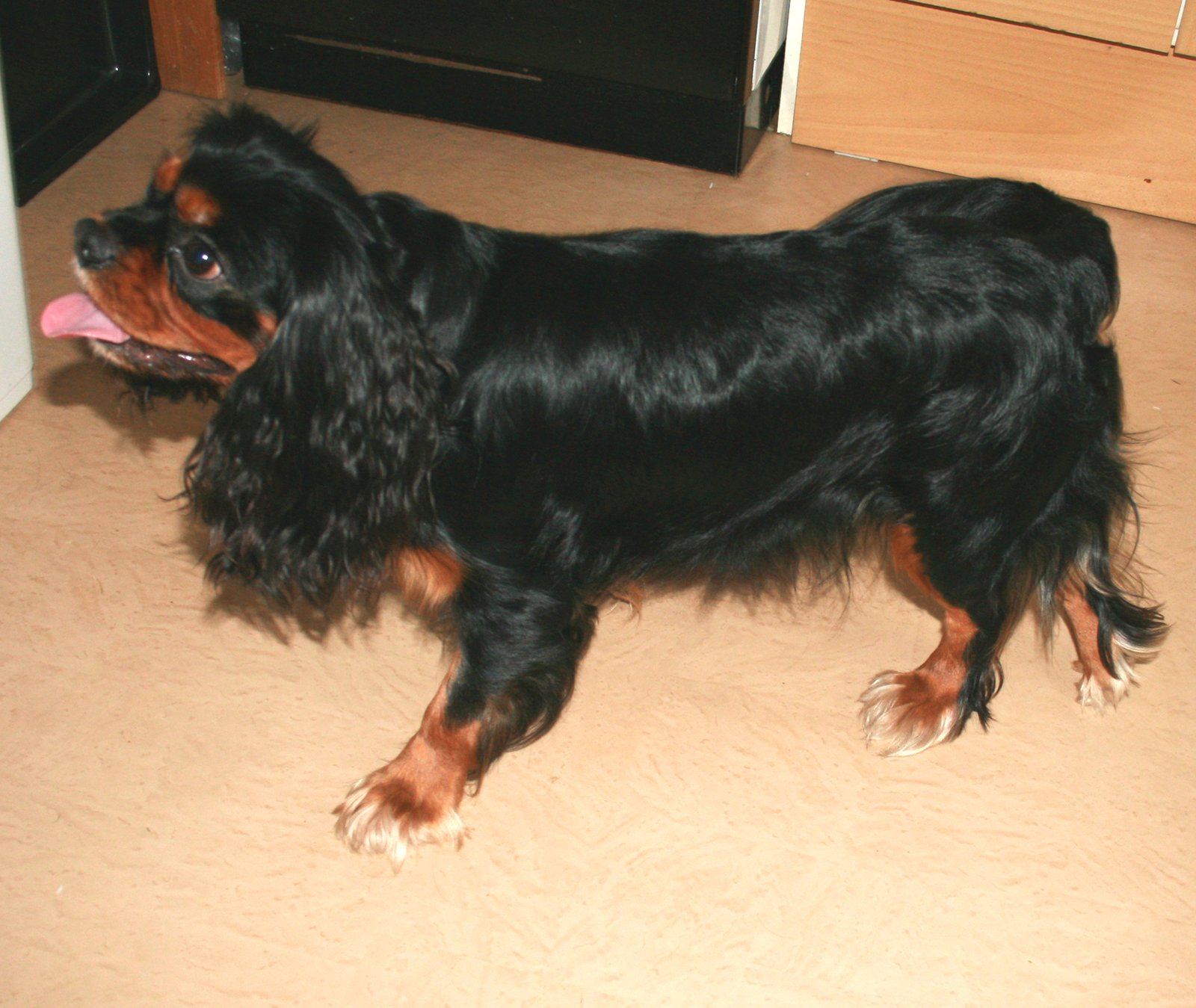 Cavalier King Charles Spaniel (image credits: wikimedia)
