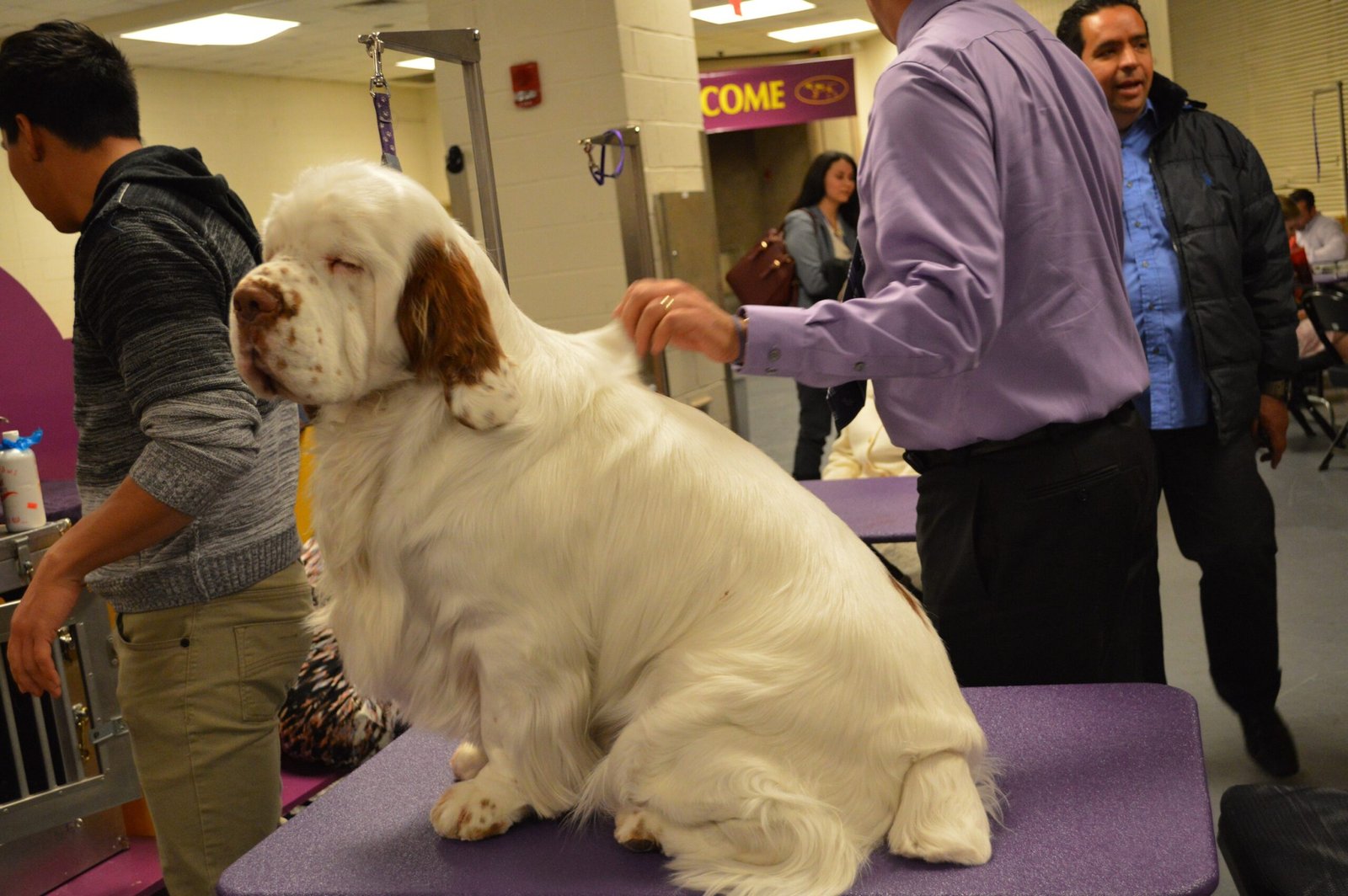 Clumber Spaniel (image credits: wikimedia)