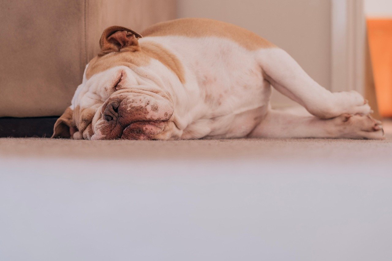 Bulldog (image credits: pixabay)
