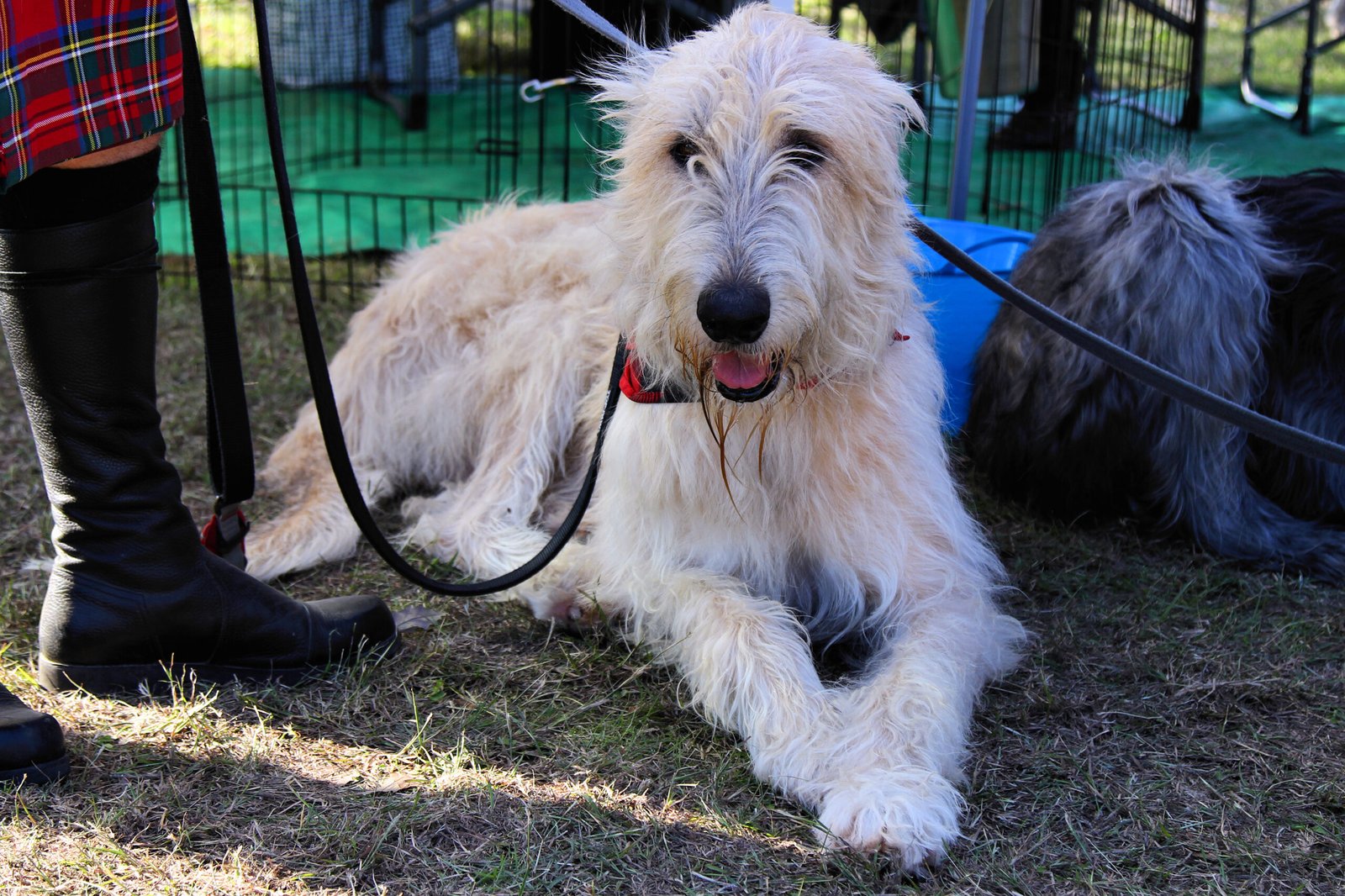 Irish Wolfhound (image credits: wikimedia)