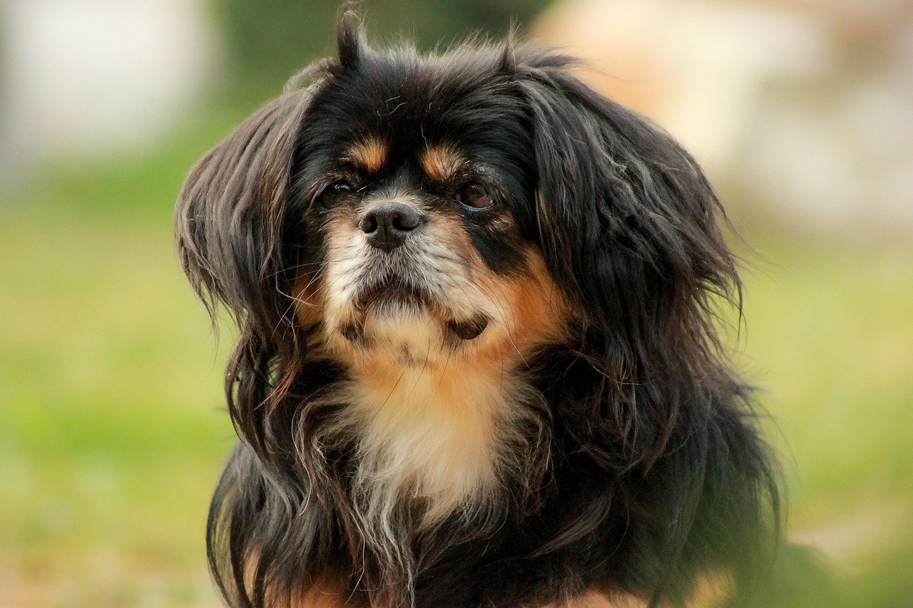 Tibetan Spaniel (image credits: pixabay)