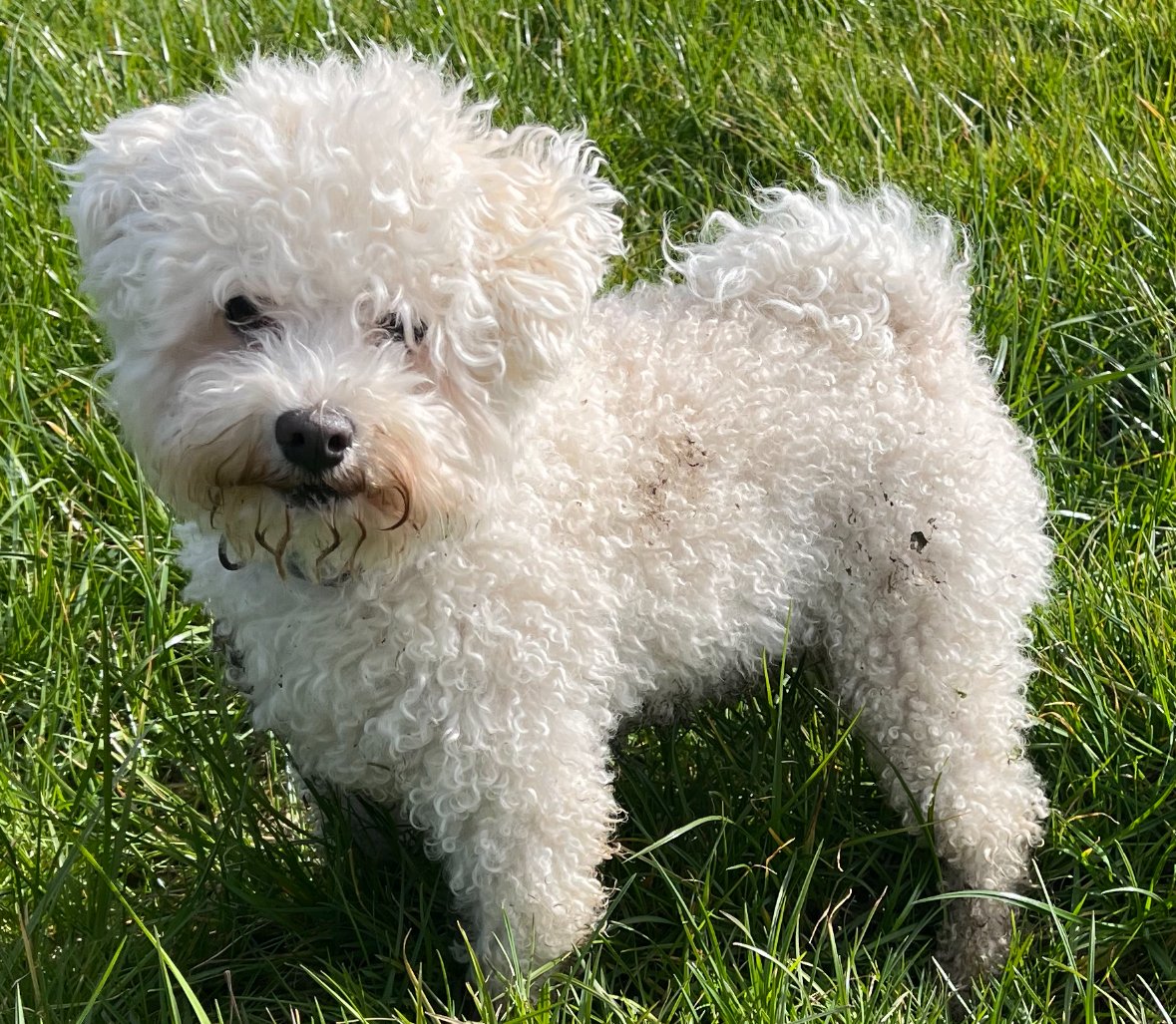 Bolognese (image credits: wikimedia)