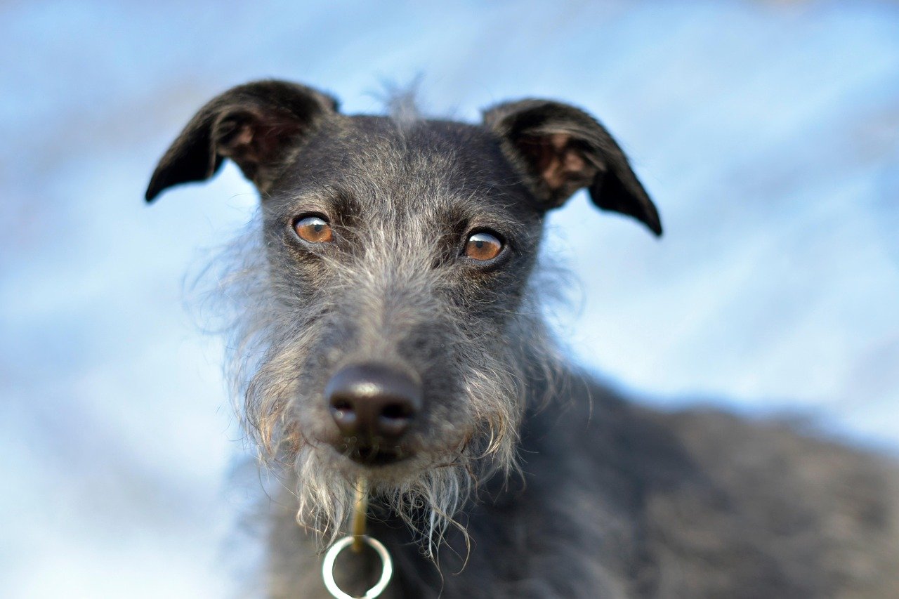 Scottish Deerhound (image credits: pixabay)