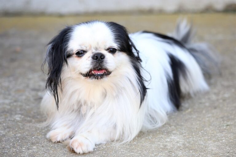 20 Gentle Dog Breeds That Match a Slower, More Peaceful Lifestyle