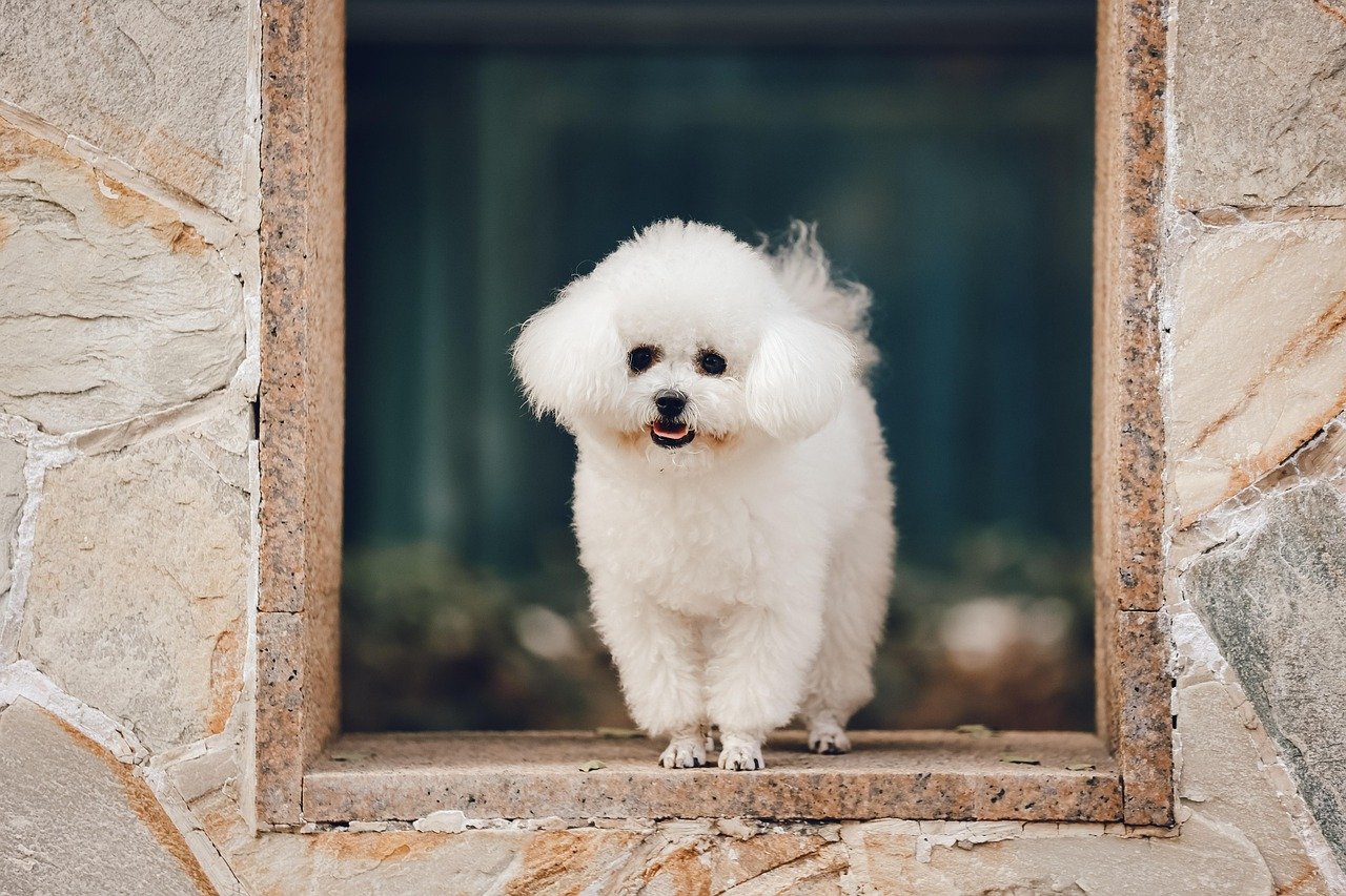 Bichon Frise: The Fluffy Lapdog Perfect for Seniors (image credits: pixabay)