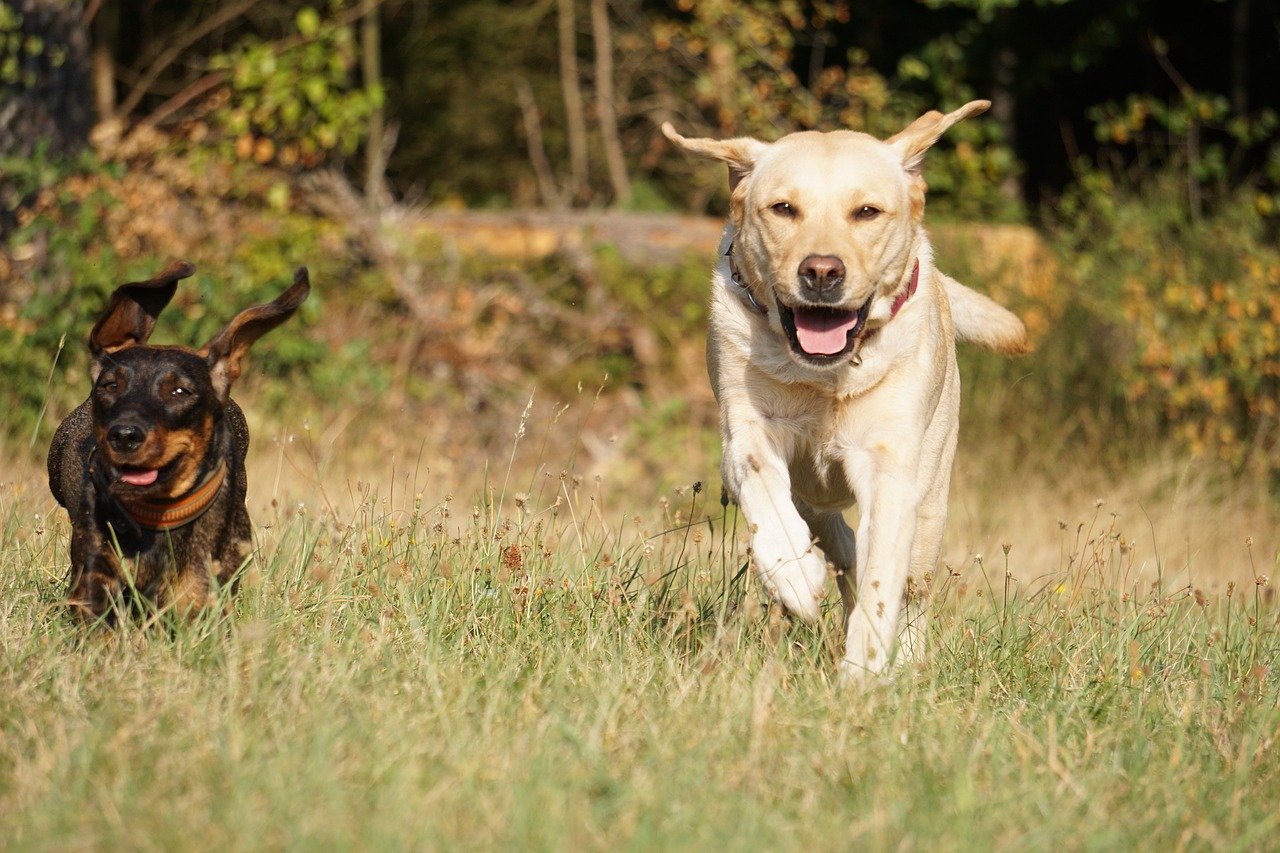 Labrador Retriever: The High-Energy Helper (image credits: pixabay)