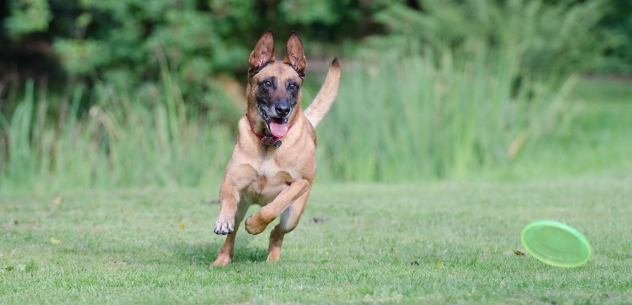 Belgian Malinois: The Driven Athlete (image credits: pixabay)