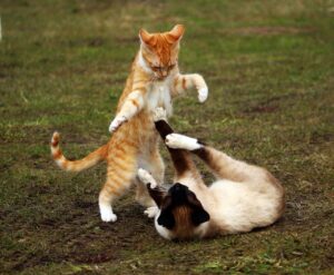 12 Cat Breeds Known for Their Playful Energy