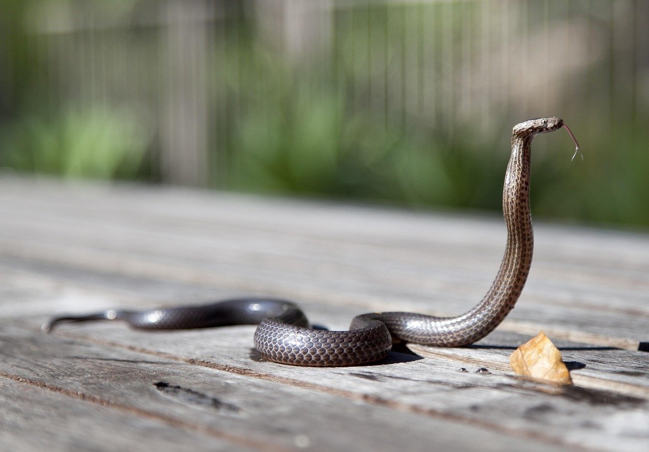 Head Raising and Posture: The First Clues (image credits: pixabay)