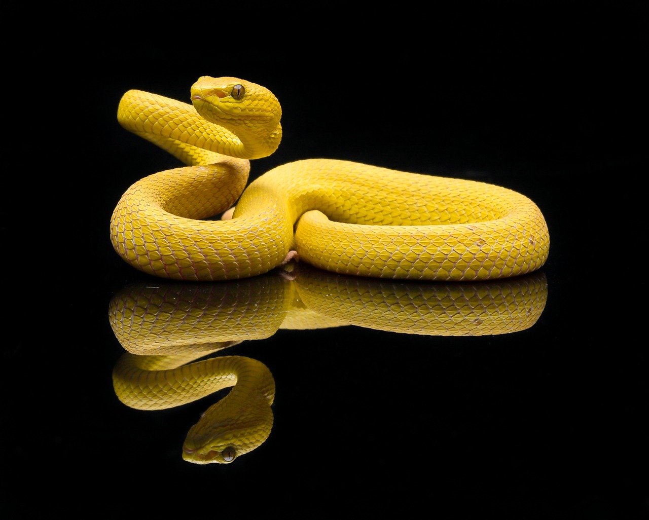 Body Language: Coiling, Flattening, and S-Shapes (image credits: pixabay)