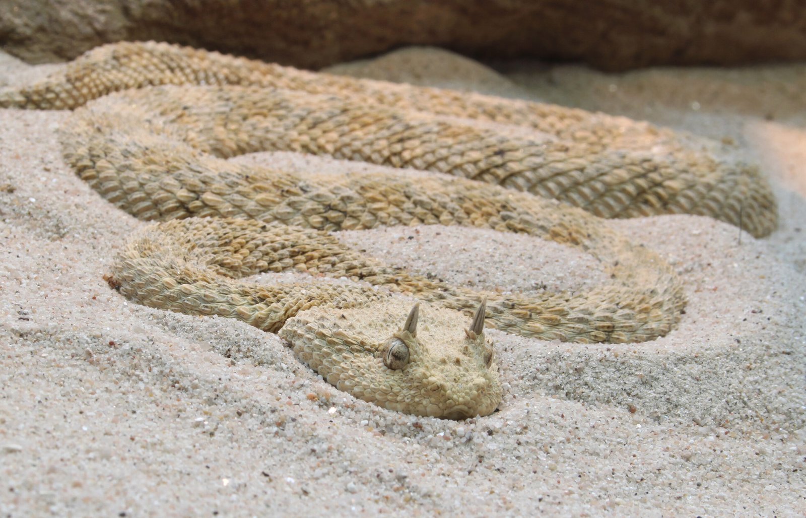 Camouflage and Confidence (image credits: wikimedia)
