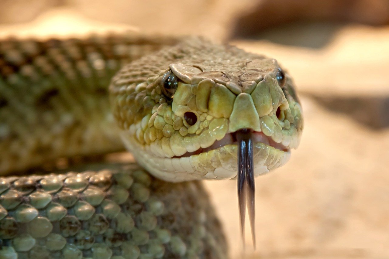 How to Identify a Venomous and Non-Venomous Snake From Behavior