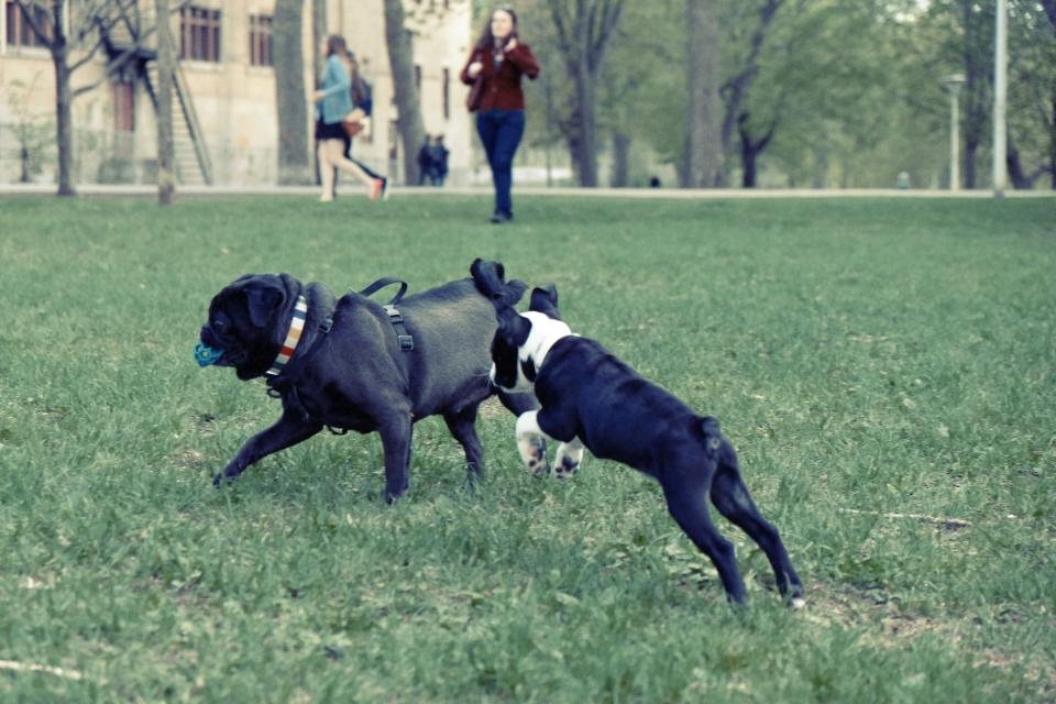 Are You Meeting Your Dog’s Social Needs? (image credits: stocksnap)