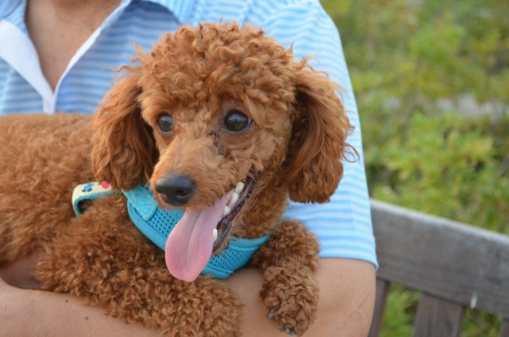 Poodle: The Smart and Stylish Choice (image credits: rawpixel)