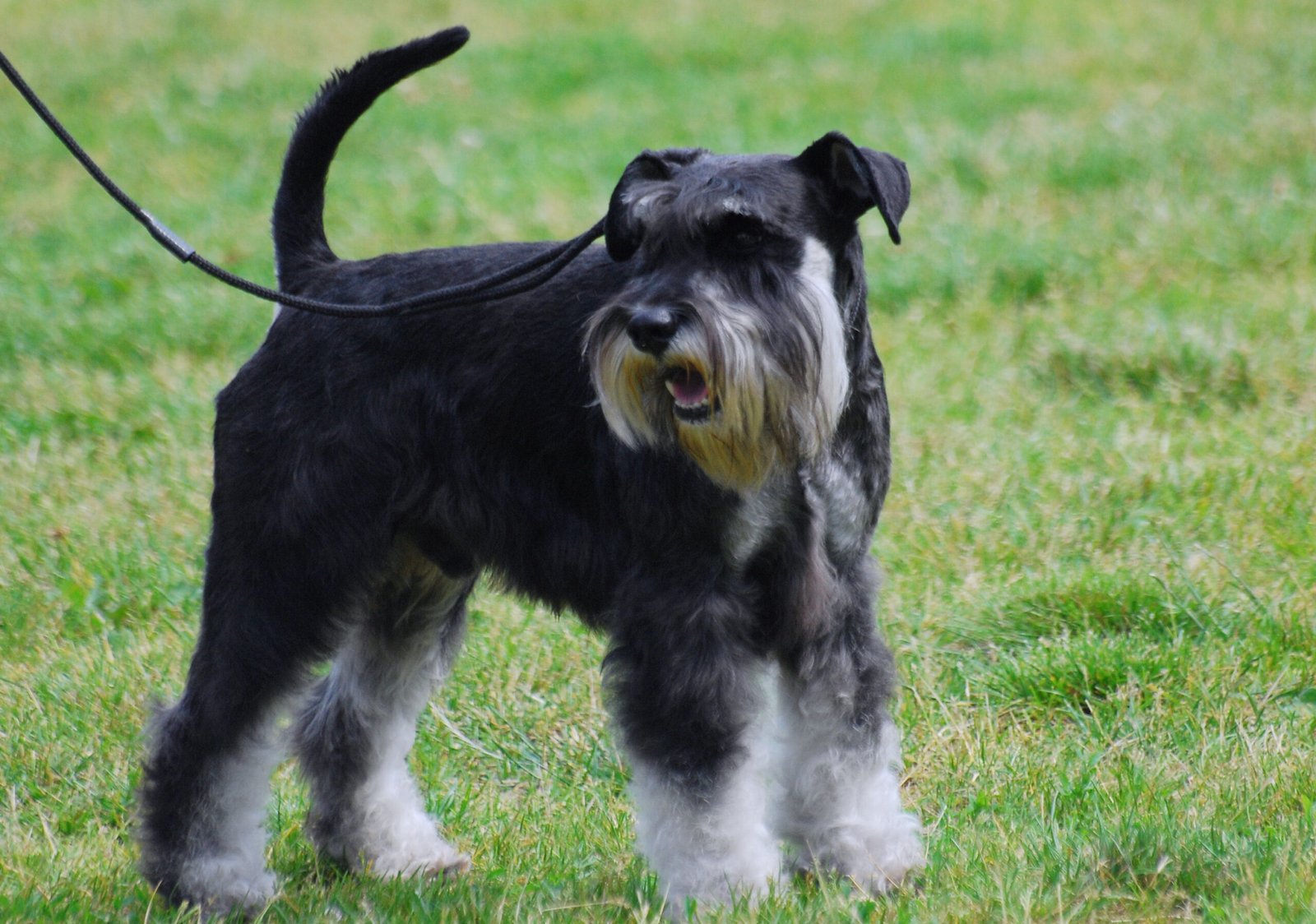 Miniature Schnauzer: The Spirited Guardian (image credits: wikimedia)