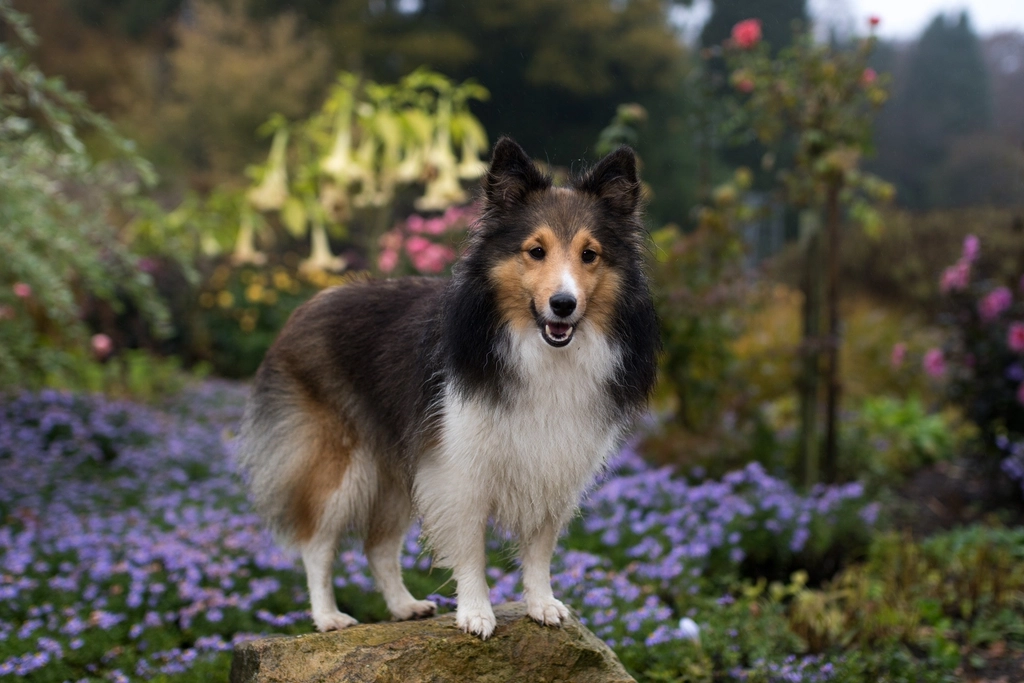 Shetland Sheepdog: The Loyal Helper (image credits: rawpixel)