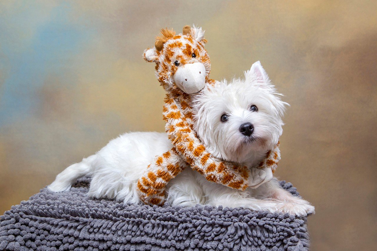 West Highland White Terrier: The Bright Spirit (image credits: pixabay)