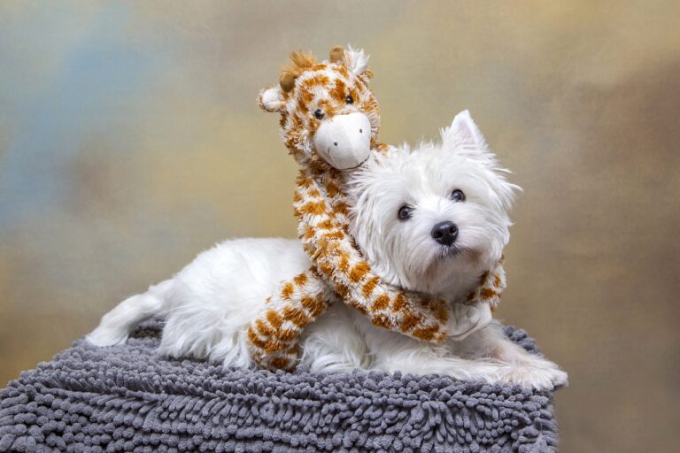 20 Small Dogs That Make Big Companions for Seniors Living Alone