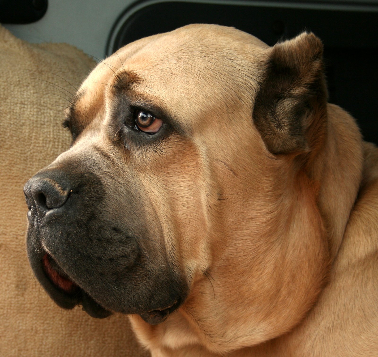 Cane Corso: The Italian Powerhouse (image credits: wikimedia)