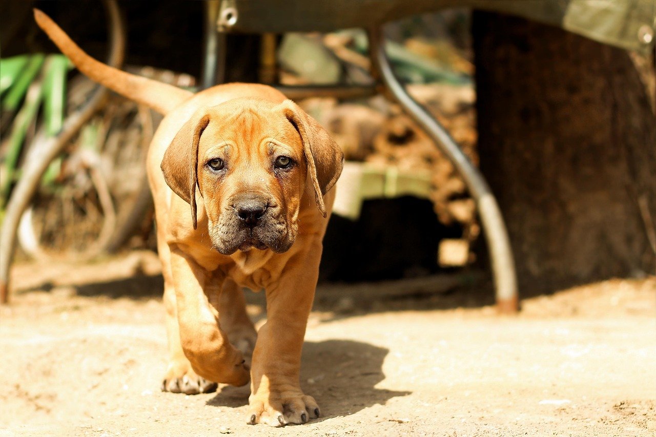 Boerboel: The South African Powerhouse (image credits: pixabay)